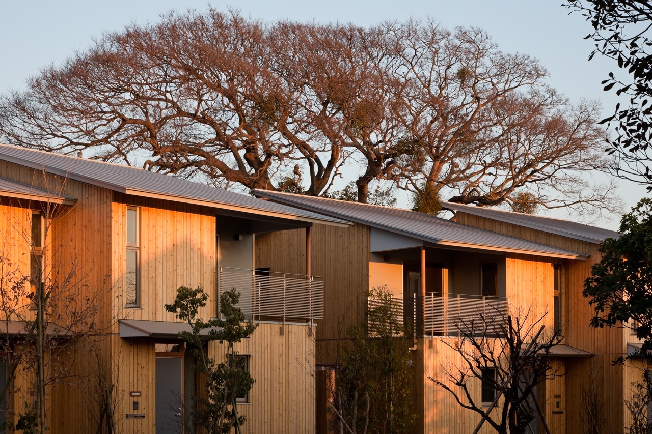  Wood cladding detail with a preserved tree on the background 